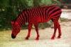 dzebra